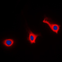 Anti-CD9 Antibody