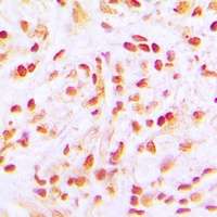 Anti-CDC16 Antibody