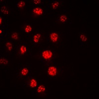 Anti-CDC16 Antibody