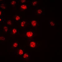 CDC16 antibody