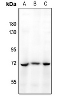 CDC25A Antibody