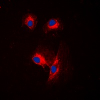 Anti-CDC25A Antibody