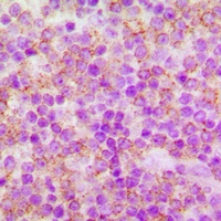 Anti-CDC25A (Phospho-S75) Antibody