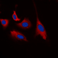 CDK5 (phospho-Y15) antibody