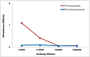 Anti-CDK5 (Phospho-Y15) Antibody