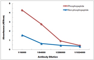Anti-p21 (Phospho-T145) Antibody