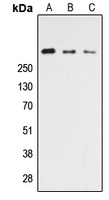 CELSR3 Antibody