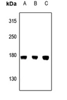 CEP170 Antibody