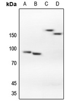CFTR Antibody