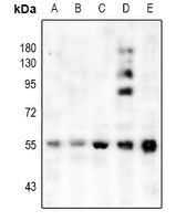 CHRM1 Rabbit Polyclonal Antibody
