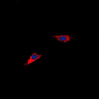 CHST6 antibody