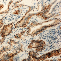 Anti-Claudin 3 Antibody