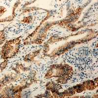 Claudin 3 antibody