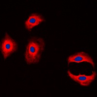 Claudin 3 antibody