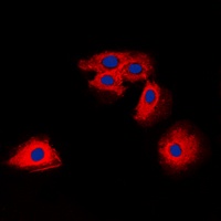 Claudin 6 antibody