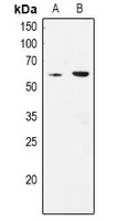 CLK1 Antibody