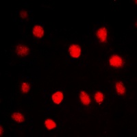 Anti-CLK1 Antibody