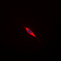 Anti-Calponin 2 Antibody