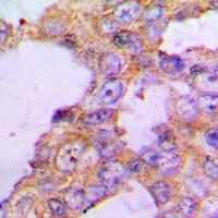 Anti-COX5B Antibody