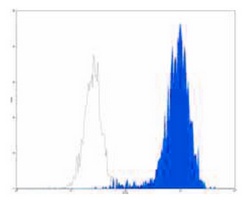 CD15 Antibody