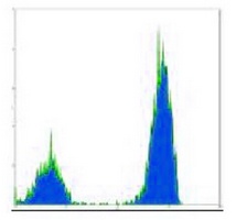 CD3 Antibody