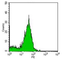 CD73 Mouse Monoclonal Antibody