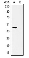 V5-tag Antibody