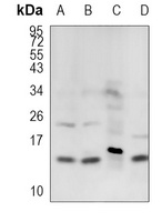 COX7A2/3 Antibody