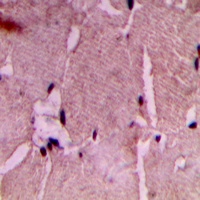 COX7A2/3 Antibody