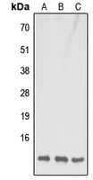 COX7B1 Antibody