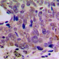 CREB Antibody