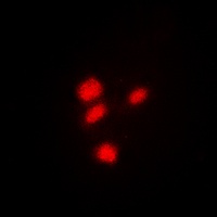 CREB antibody