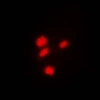 CREB Antibody