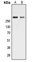 CBP Rabbit Polyclonal Antibody