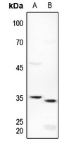 ICER Antibody