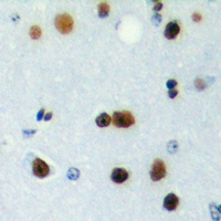 ICER Antibody
