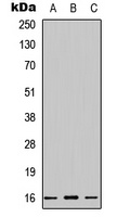 CST1 Antibody