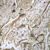 Cystatin 9L antibody