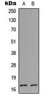 Cystatin L1 Antibody