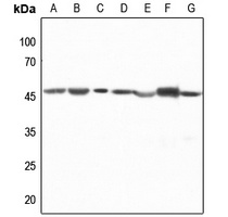 CTBP1 Antibody