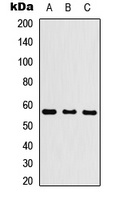 Cytochrome P450 26C1 Rabbit Polyclonal Antibody