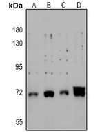 CRMP2 (Phospho-S522) Antibody