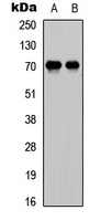 E2F1 Antibody