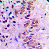 E2F1 Antibody