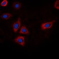 EGFR (phospho-T693) antibody