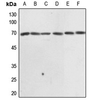 EIF3L Antibody