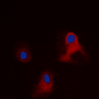 EIF3L antibody