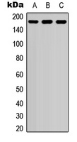 EIF4G1 (Phospho-S1148) Antibody
