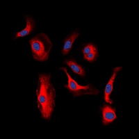 Anti-HER3 (Phospho-Y1328) Antibody