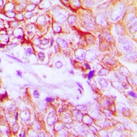Anti-HER4 (Phospho-Y1284) Antibody